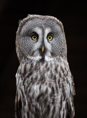 Closeup portrait of amazed great grey owl looking at the camera with beautiful yellow eyes and smart sight