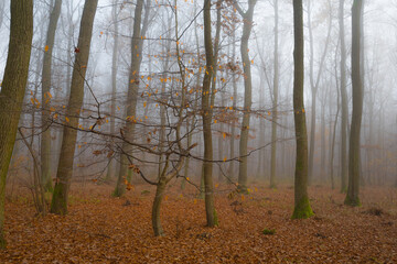 Naklejka premium Autumn forest with a fog and morning glow