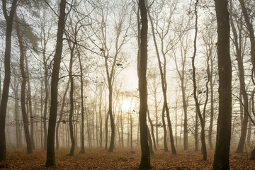 Fototapeta na wymiar Autumn forest with a fog and morning glow