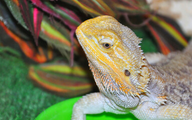 Bearded agama (Latin. Pogona vitticeps), or bearded lizard
