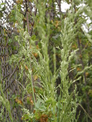 Fototapeta premium Grass