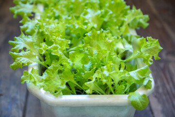 Close-up of fresh green salad grown in a plant pot. Selective focus, shallow depth of field