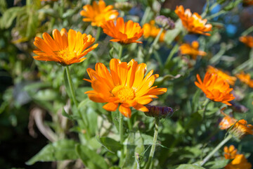 Orange flowers of calendula in garden
