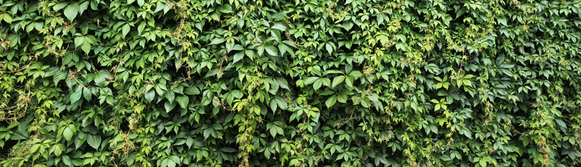 Texture for landscape designers. A panorama of curly ivy that flaunts after an evening rain