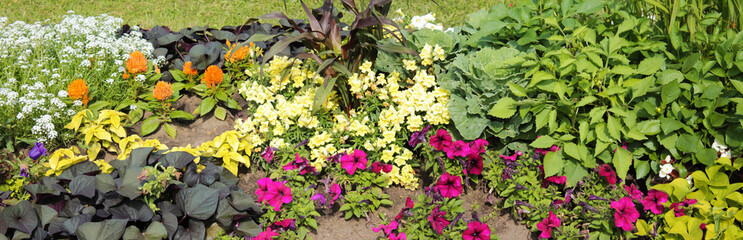 Texture for landscape designers. A panorama of curly ivy that flaunts after an evening rain