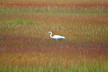 Great Egret - Ardea alba