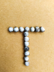 Seeds of Job's tears, scientific name Coix lacryma-jobi, arranged in a 