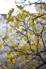 yellow leaves
