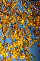 autumn leaves in the sky