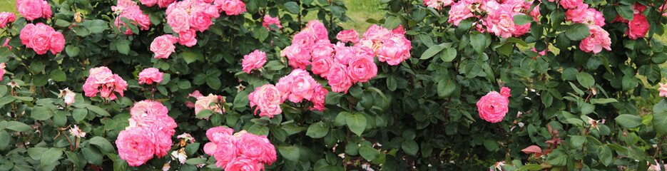 Texture for landscape designers. Panorama with a flower bed of pink roses. Nice view of the botanical garden