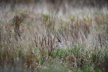 Song sparrow in the grass