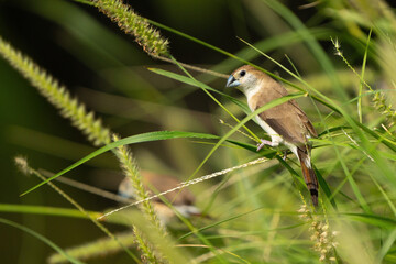 The Indian silverbill or white-throated munia in a public park in Doha, Qatar