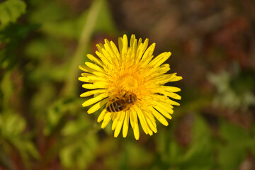 Honey bee collecting nectar from dandelion flower.