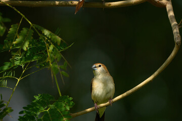 The Indian silverbill or white-throated munia in a public park in Doha, Qatar