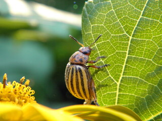 Colorado beetle