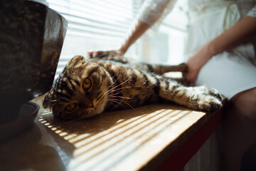 Wedding day, the bride stroking the cat. Close-up of a cute cat face