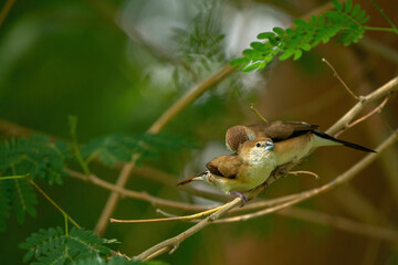 The Indian silverbill or white-throated munia in a public park in Doha, Qatar