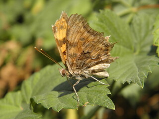 Beautiful butterfly