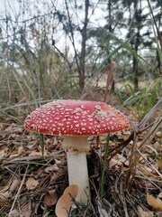fly mushroom