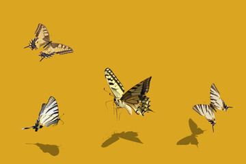 Four swallowtail butterflies in flight on fortuna gold background 3d illustration