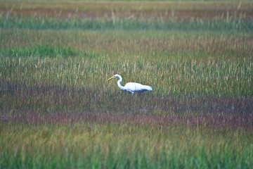 great white egret Ardea alba