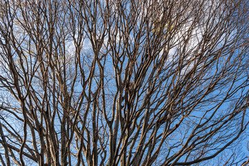 葉のない樹木の沢山の枝