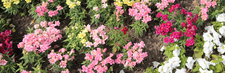 Texture for landscape designers. Panorama with flowers. The beautiful flowers revel in the morning dew. Nice view of the botanical garden