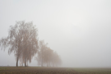Birch tress by the road in the fog with morning glow