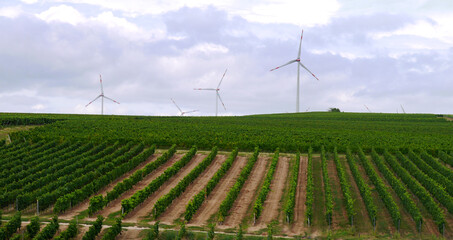 Growing grapes and hops. Beautiful rows of bushes. Large wind turbines to generate electricity on a field in Germany. - 395604611