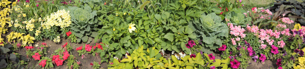 Texture for landscape designers. Panorama with a flower bed of interesting decorative flowers. Nice view of the botanical garden