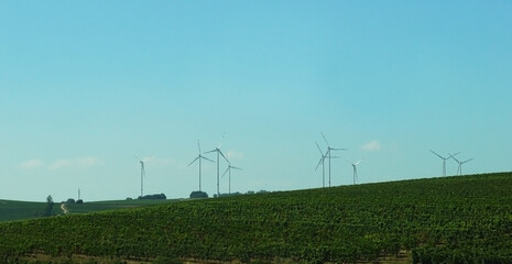 Growing grapes and hops. Beautiful rows of bushes. Large wind turbines to generate electricity on a field in Germany. - 395604660