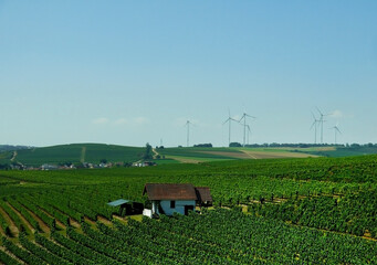 Large wind turbines to generate electricity on a field in Germany.  A beautiful little house in the middle of the field. Growing grapes and hops. Beautiful rows of bushes. - 395604689