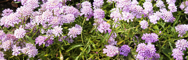 Texture for landscape designers. Panorama with lilac flowers after the morning dew. Nice view of the botanical garden