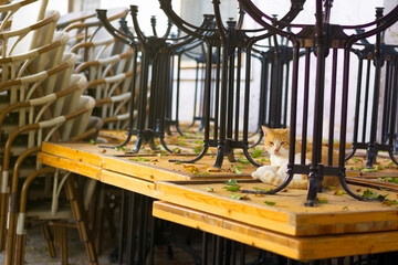 Ginger tabby sleepy street cat is resting on a table of outdoor closed restaurant. Lockdown coronavirus pandemic concept. selective focus