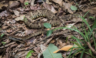 Guyane