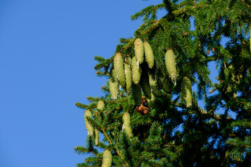 Grüne, unreife Fichten-Zapfen mit Harz am Baum (lat.: Picea Abies), dahinter der blaue Himmel