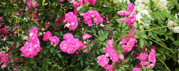 Texture for landscape designers. Panorama of roses after the morning dew. Nice view of the botanical garden