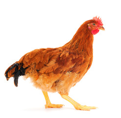 Brown hen isolated.