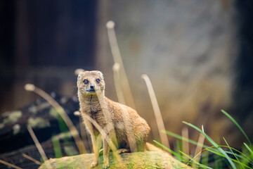 The yellow mongoose (Cynictis penicillata), sometimes referred to as the red meerkat, is a member...