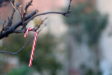 Candy cane decoration hanging on a bare tree in the garden. Selective focus.