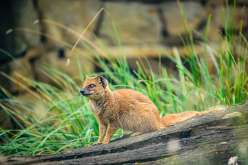 The yellow mongoose (Cynictis penicillata), sometimes referred to as the red meerkat, is a member of the mongoose family.
