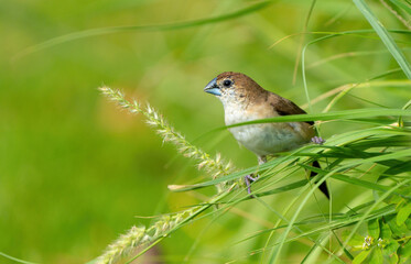 The Indian silverbill or white-throated munia in a public park in Doha, Qatar