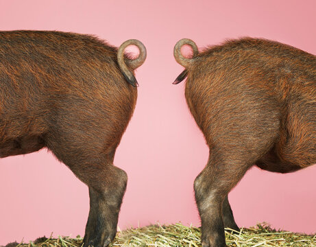 Rear End Of Pigs On Pink Background