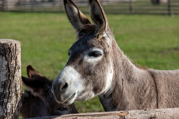 portrait of a donkey