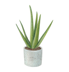 Watercolor home plant in a pot. Aloe