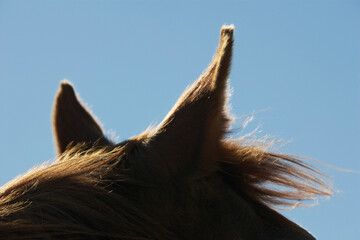 Horse's Ears Against Sky
