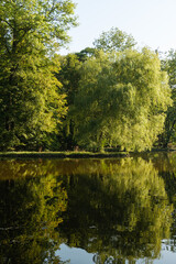Schöne große grüne Bäume spiegeln sich am Ufer eines Gewässers / See im Wasser in einer...