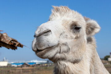 portrait of a camel