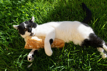 Closeup shot of an adorable cat with a baguette lying on the green grass