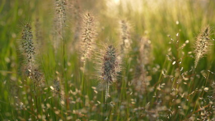 Gräser auf einer Wiese